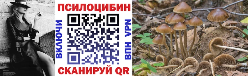 купить наркотики цена  Приморск  Псилоцибиновые грибы GOLDEN TEACHER 